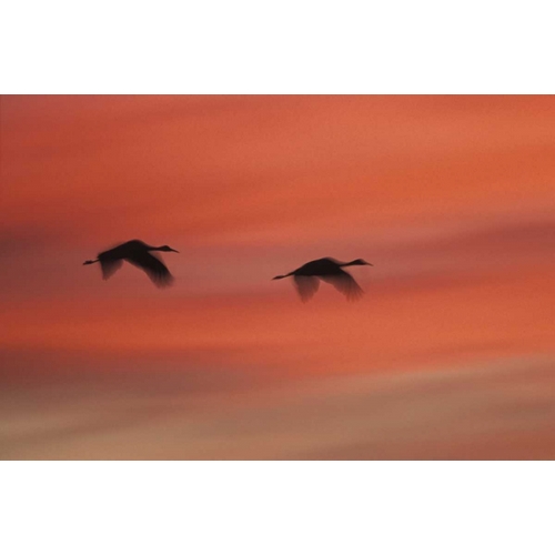 New MexicoAbstract of two sandhill cranes